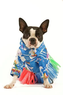 Funny Collection: Dog - Boston Terrier wearing Hawaii shirt and skirt