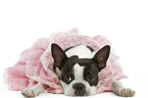 Dog - Boston Terrier wearing pink dress