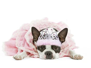 Tiaras Gallery: Dog - Boston Terrier wearing pink dress and tiara
