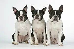 Dog - Boston Terriers. 3 Sitting together