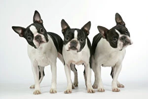Utility Breeds Collection: Dog - Boston Terriers. 3 Standing together