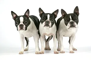 Dog - Boston Terrier standing up