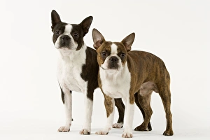 Dog - Boston Terrier standing up