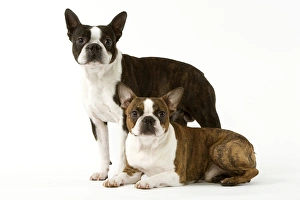 Dog - Boston Terrier standing up