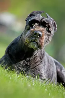 Odd Angle Prints: Dog - Bouvier des Flandres / Flanders Cattle Dog lying down in garden