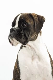 Boxers Gallery: Dog Boxer