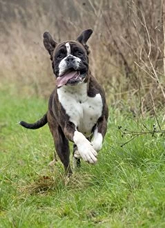 Images Dated 22nd March 2016: Dog Boxer