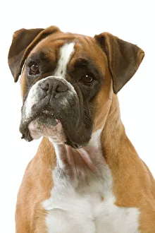 Images Dated 13th March 2006: Dog - Boxer