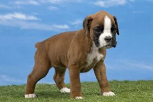 Boxers Gallery: Dog Boxer 8 week old puppy