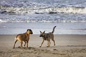 Images Dated 4th November 2009: Dog - Boxer and Alsatian - greeting one another on beach