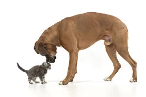 Mixed Gallery: DOG. Boxer dog with 7 week old kitten, studio