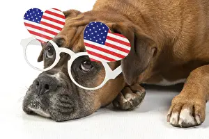 Flag Prints: DOG. Boxer dog, laying down, face expressions