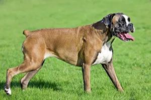 Boxers Gallery: Dog - Boxer in garden