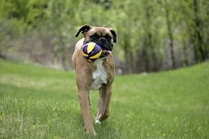 Boxers Gallery: Dog - Boxer in garden, playing with ball