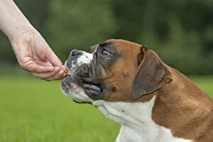 Images Dated 15th July 2007: Dog - Boxer being hand fed