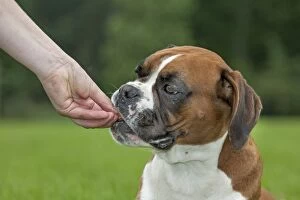 Dog - Boxer being hand fed