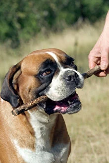 Dog - Boxer holding stick in mouth