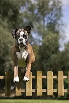 Images Dated 3rd July 2011: Dog - Boxer - jumping over fence in garden