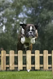 Images Dated 24th July 2011: Dog - Boxer - jumping over fence in garden