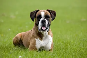 Dog - Boxer lying down in garden