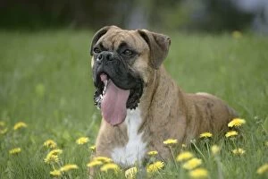 DOG - Boxer, male lying in grass with tongue out