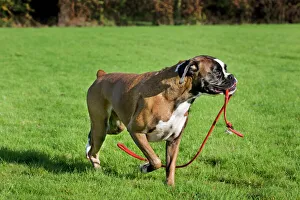 Holding Collection: Dog - Boxer playing with leash