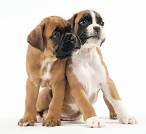 Images Dated 22nd March 2016: Dog Boxer puppies