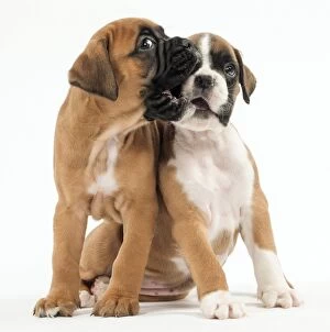 Cuddling Gallery: Dog Boxer puppies