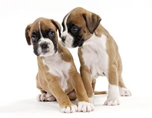 Images Dated 22nd March 2016: Dog Boxer puppies