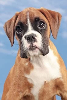 Dog - Boxer puppy