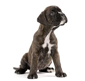 Dog Boxer puppy