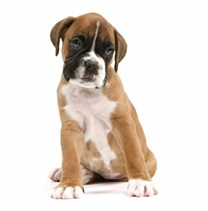 Images Dated 22nd March 2016: Dog Boxer puppy