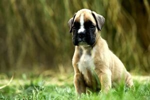 Boxers Collection: Dog - Boxer puppy