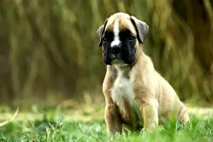 Dog - Boxer puppy