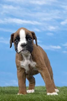 Boxers Gallery: Dog Boxer puppy 8 weeks old