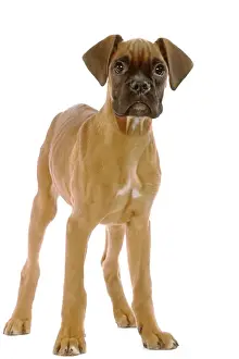 Boxer Prints: Dog - Boxer puppy in studio