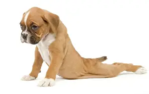 Boxer Prints: Dog - Boxer puppy - in studio sitting with back legs splayed out behind