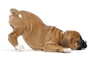 Dog Boxer puppy twerking