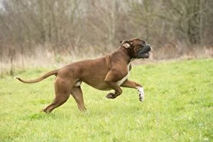 Boxers Gallery: Dog Boxer running