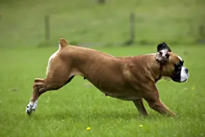 Docked Tail Prints: Dog - Boxer running in garden