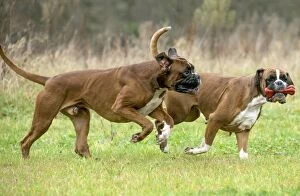 Boxers Gallery: Dog Boxer running playing with toy