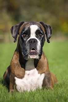 Images Dated 8th November 2009: Dog - Boxer sitting down in garden