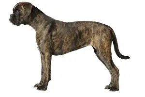 Dog - Boxer in studio