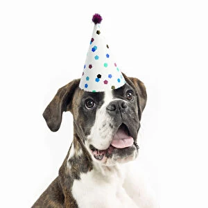 Celebrations Collection: Dog ~ Boxer wearing a party hat