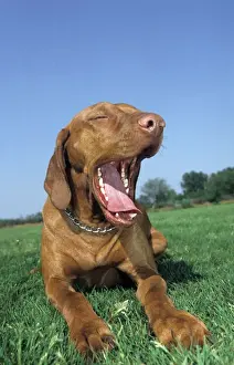 Dog - Bracco Italiano / Italian Pointer lying down in grass and yawning