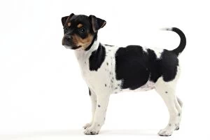 Dog Brazilian Terrier