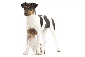 Dog - Brazilian Terrier - adult & puppy in studio