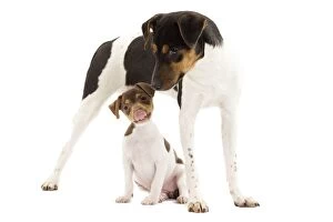 Images Dated 16th October 2010: Dog - Brazilian Terrier - adult & puppy in studio