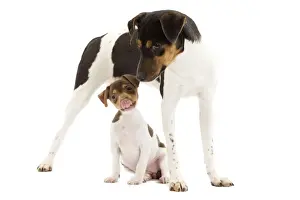 Dog - Brazilian Terrier - adult & puppy in studio