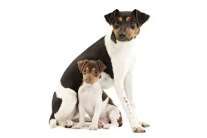 Dog - Brazilian Terrier - adult & puppy in studio